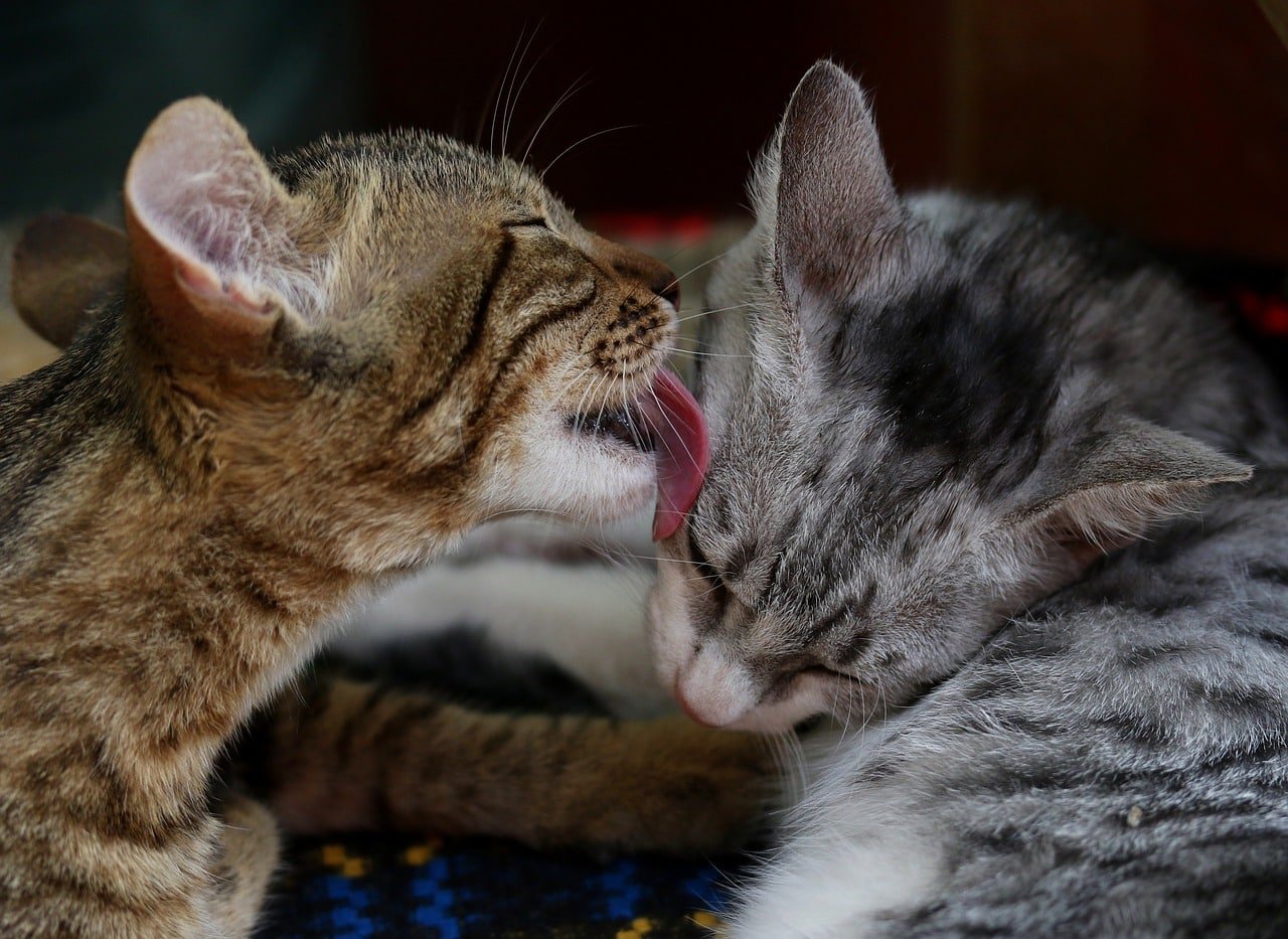 Why Do My Cats Lick Each Other? Real Reasons Explained 2026