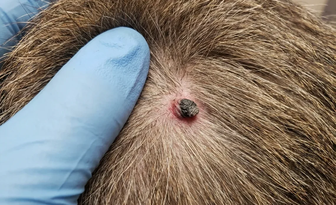 Why Do Dogs Get Skin Tags? Should You Worry? 2026