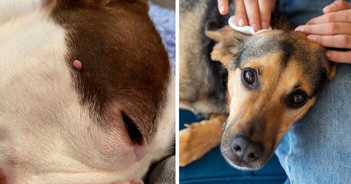 Why Do Dogs Get Skin Tags? Should You Worry? 2026