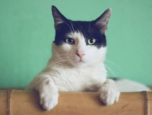 Why Are My Cat's Eyes Dilated? Normal vs Concerning 2026