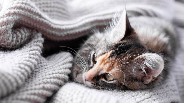 Why Are My Cats Ears Cold? Causes, Warning Signs & Fixes 2026