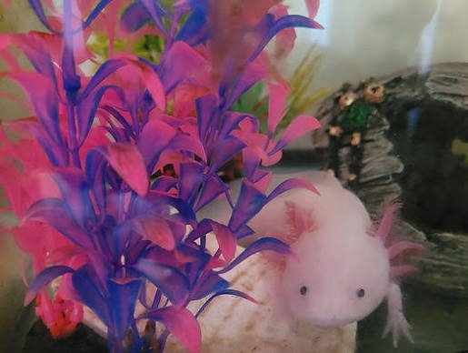 Why Are Axolotls Illegal In California? (2026 Law Explained)