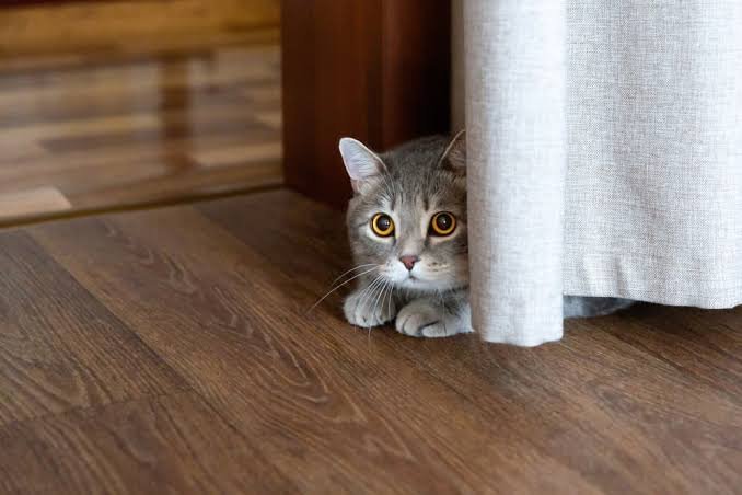 Why Is My Cat Hiding? Causes & What to Do (2026)