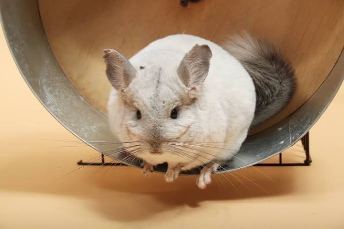 Why Can't Chinchillas Get Wet? The Real Reasons Explained 2026