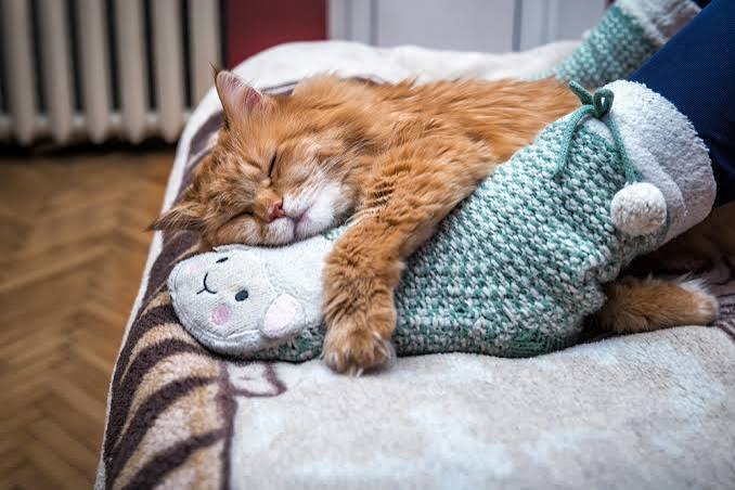 Why Does My Cat Lay on My Feet? 8 Real Reasons Explained 2026