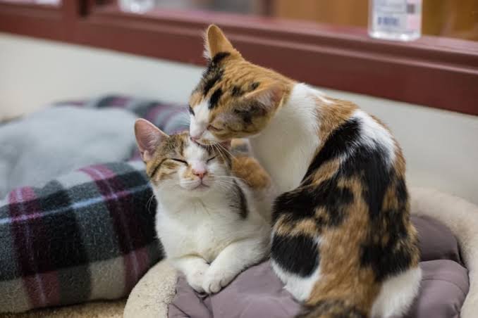 Why Do My Cats Lick Each Other? Real Reasons Explained 2026