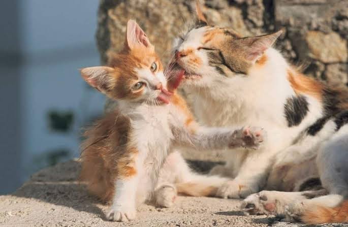 Why Do My Cats Lick Each Other? Real Reasons Explained 2026