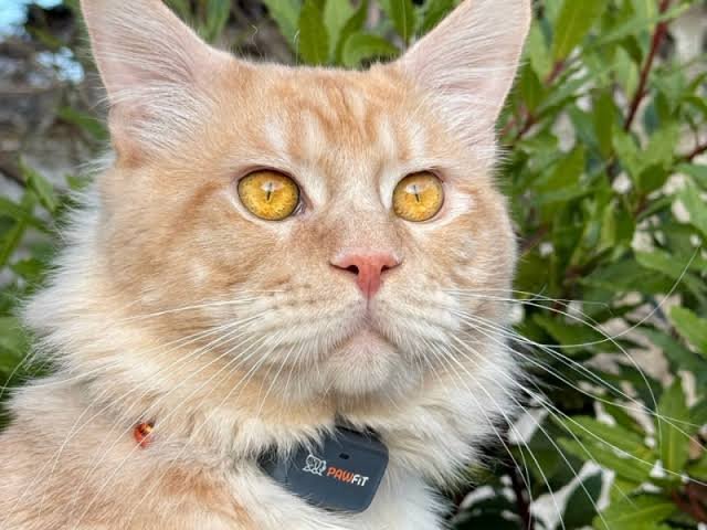 Why Are My Cats Ears Cold? Causes, Warning Signs & Fixes 2026