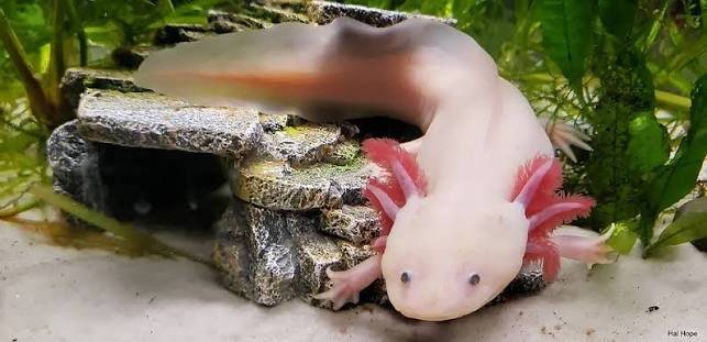Why Are Axolotls Illegal In California? (2026 Law Explained)