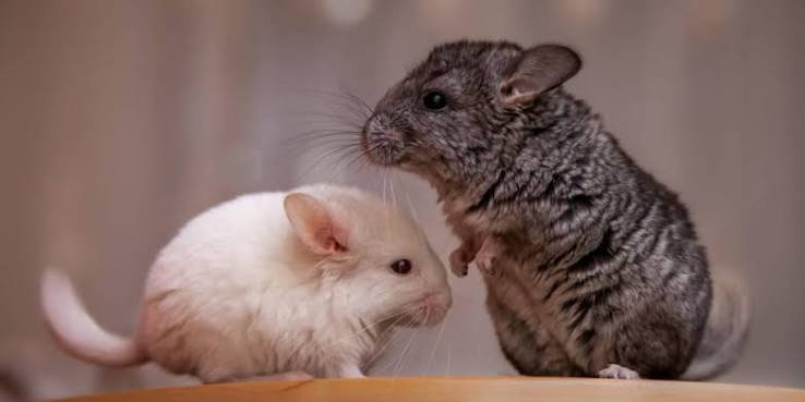 Why Can't Chinchillas Get Wet? The Real Reasons Explained 2026
