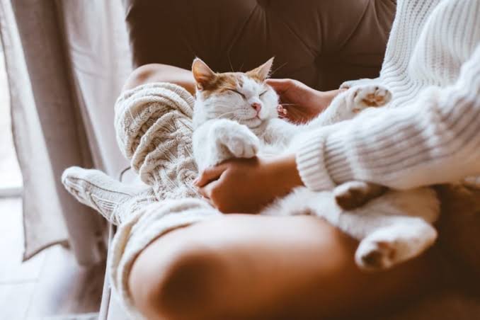 Why Does My Cat Lay on My Feet? 8 Real Reasons Explained 2026