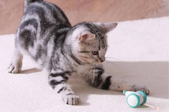 Why Does My Cat Bring Me Toys? Real Reasons (2026)