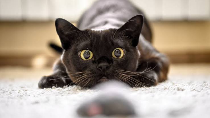 Why Are My Cat's Eyes Dilated? Normal vs Concerning 2026
