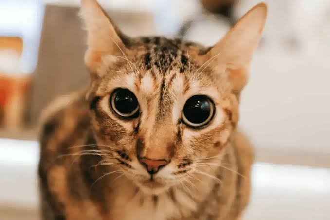 Why Are My Cat's Eyes Dilated? Normal vs Concerning 2026
