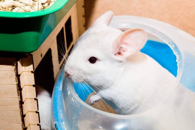 Why Can't Chinchillas Get Wet? The Real Reasons Explained 2026