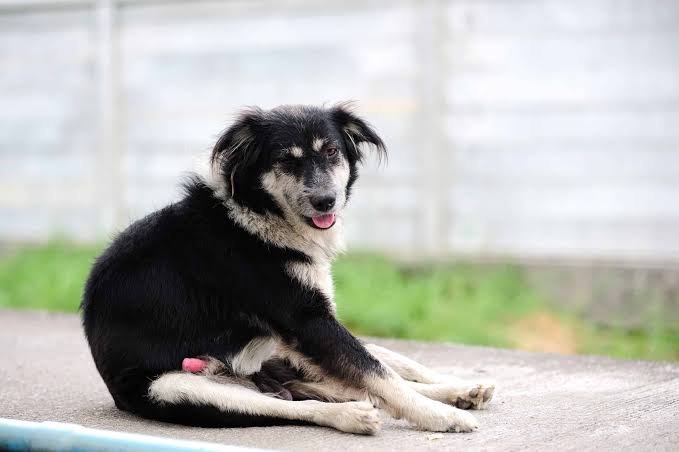 Why Do Dogs Get Red Rockets? Vet-Backed Explanation 2026