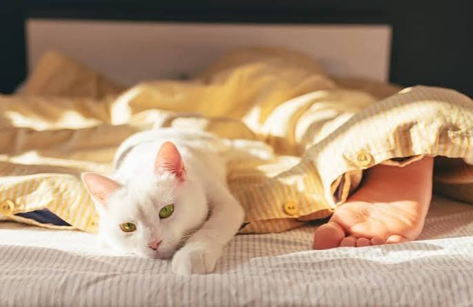 Why Does My Cat Lay on My Feet? 8 Real Reasons Explained 2026
