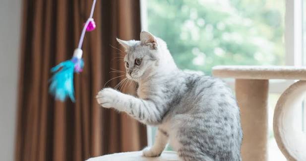 Why Does My Cat Bring Me Toys? Real Reasons (2026)