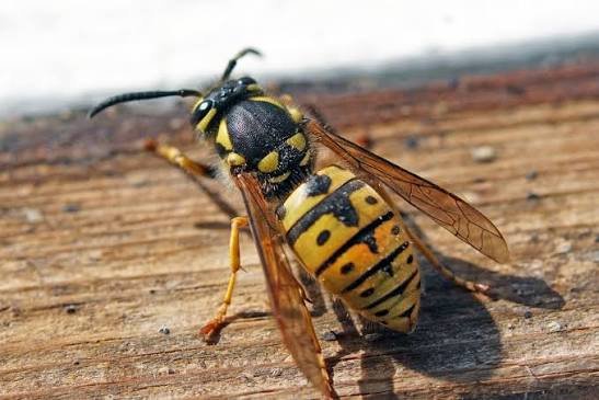 Why Do Wasps Sting for No Reason? Real Causes Explained 2026