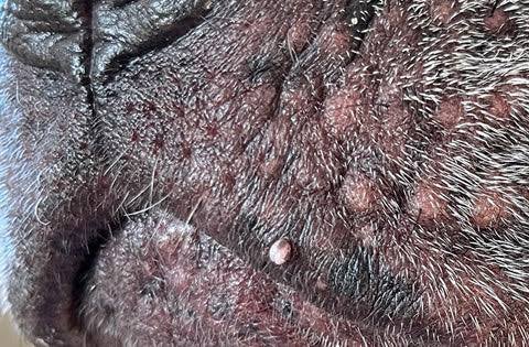 Why Do Dogs Get Skin Tags? Should You Worry? 2026