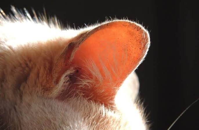 Why Are My Cats Ears Cold? Causes, Warning Signs & Fixes 2026