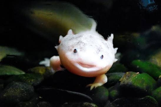 Why Are Axolotls Illegal In California? (2026 Law Explained)
