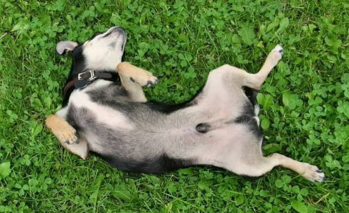 Why Do Dogs Get Red Rockets? Vet-Backed Explanation 2026