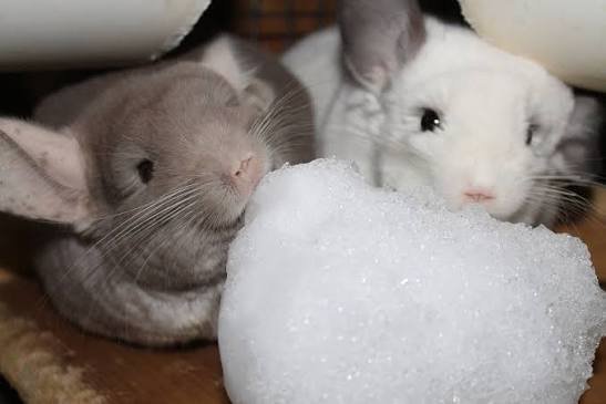 Why Can't Chinchillas Get Wet? The Real Reasons Explained 2026