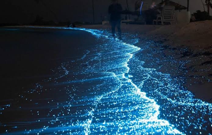 Why Does Cocoa Beach Glow at Night? The Science 2026