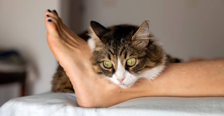 Why Does My Cat Lay on My Feet? 8 Real Reasons Explained 2026