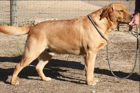 Why Do Dogs Get Red Rockets? Vet-Backed Explanation 2026