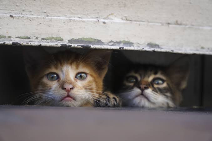 Why Is My Cat Hiding? Causes & What to Do (2026)