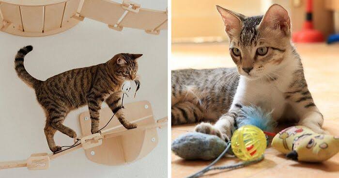 Why Does My Cat Bring Me Toys? Real Reasons (2026)