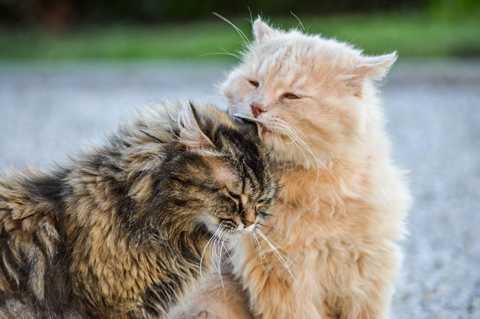 Why Do My Cats Lick Each Other? Real Reasons Explained 2026