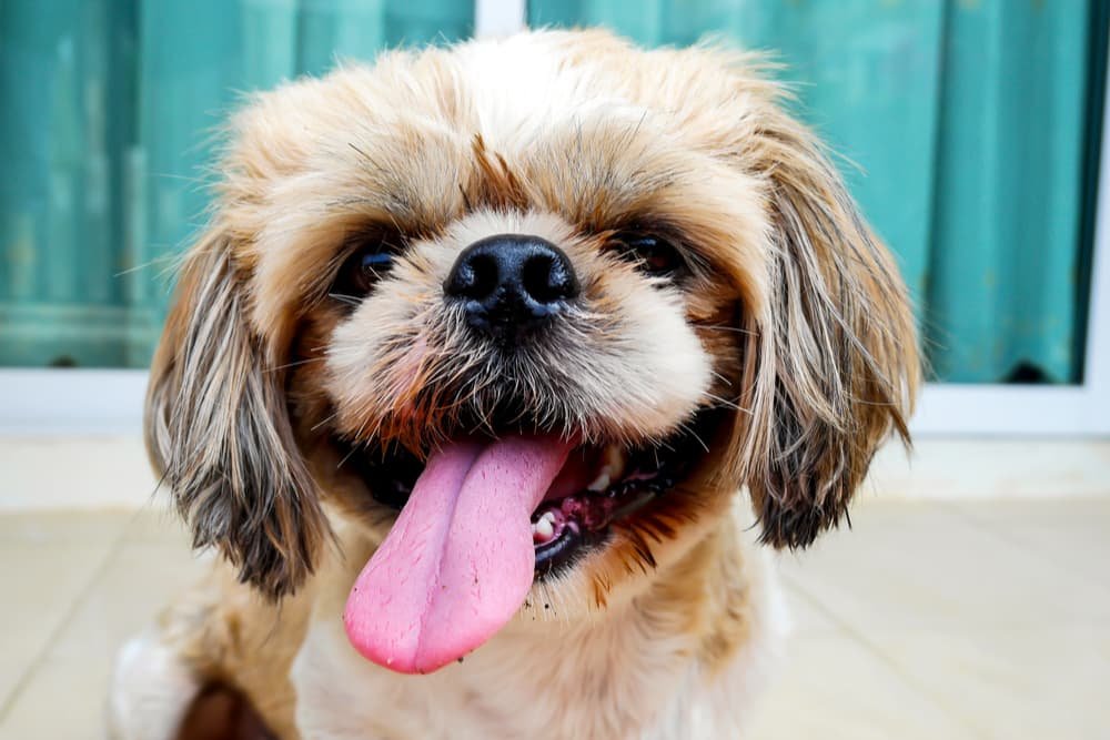 Why Do Dogs Get Skin Tags? Should You Worry? 2026